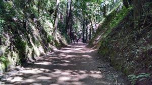 Aptos Creek Fire Road