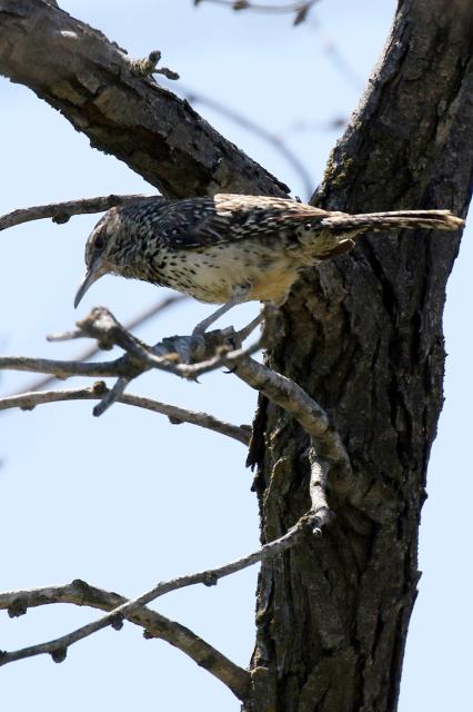 A Protective Cactus Wren