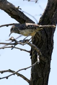 A Protective Cactus Wren