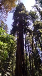 Giant