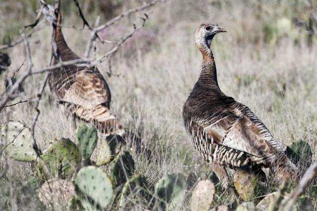 The Turkey Trot