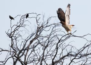 Noisy Neighbors