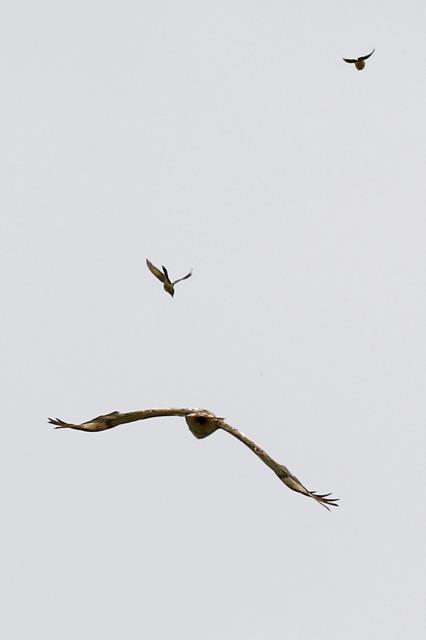 Being Chased 