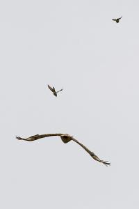 Being Chased 