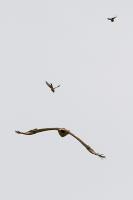 Being Chased 
