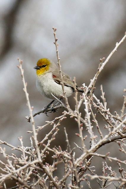 1st Verdin seen in a LONG Time!