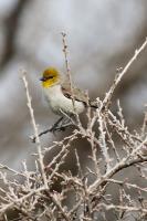 1st Verdin seen in a LONG Time!