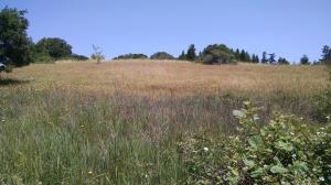 Pocket Prairies