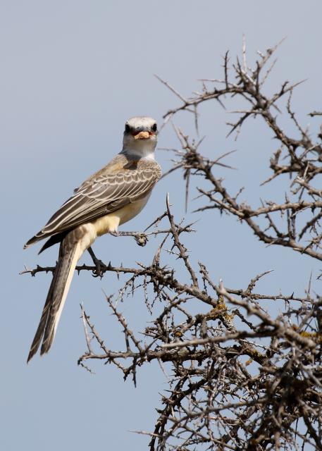 A Juvenile Scissortail Flycatcher.