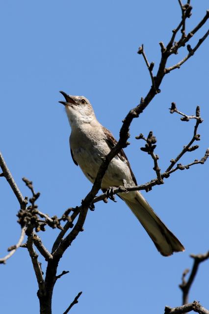 The Singer
