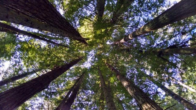 Redwoods