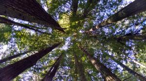 Redwoods