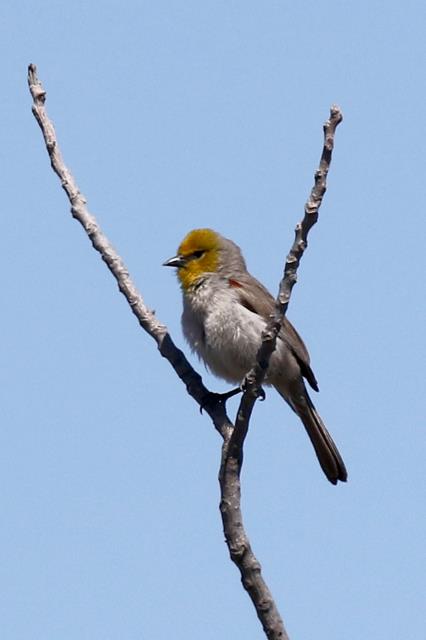 Another Verdin