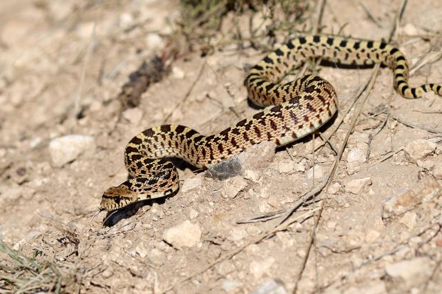 Sonoran Gopher Snake