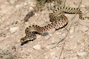 Sonoran Gopher Snake