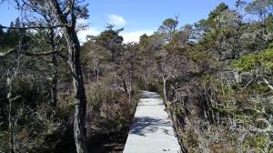 Pygmy Forest