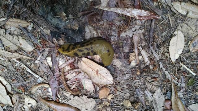 Banana Slug
