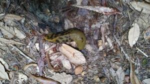 Banana Slug