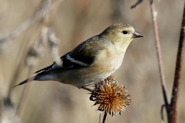 One of three Goldfinches