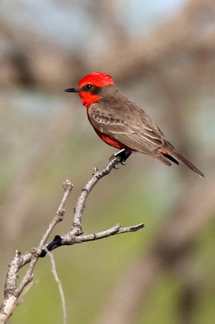 1st Vermillion Flycatcher of 2017!