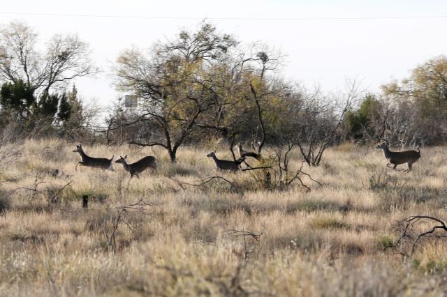 A Small Herd