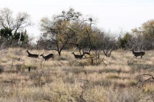 A Small Herd