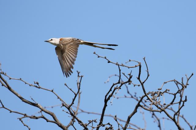 Taking Flight