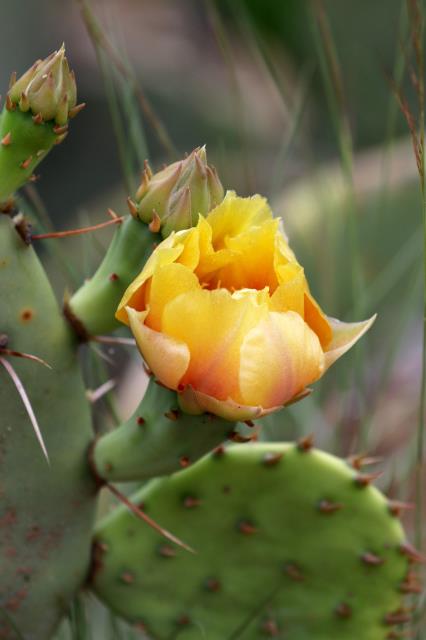 First Cactus Flower of the Year