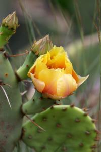 First Cactus Flower of the Year