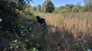 In the weeds