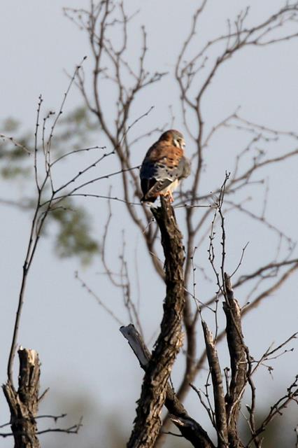 Kestrel at a Distance