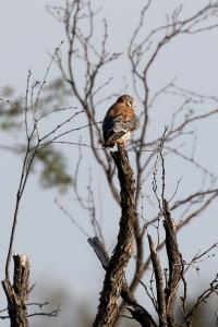 Kestrel at a Distance