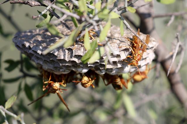 Watch Out for Wasps!