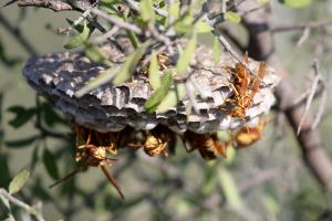 Watch Out for Wasps!
