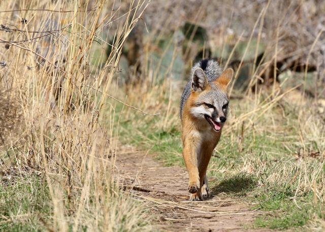 Look Closely at the Left Rear for the Second Fox