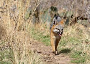 Look Closely at the Left Rear for the Second Fox