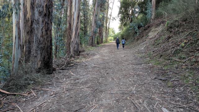 Eucalyptus Grove