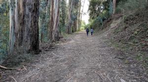 Eucalyptus Grove