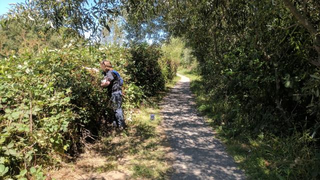 Blackberry Picking