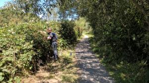 Blackberry Picking