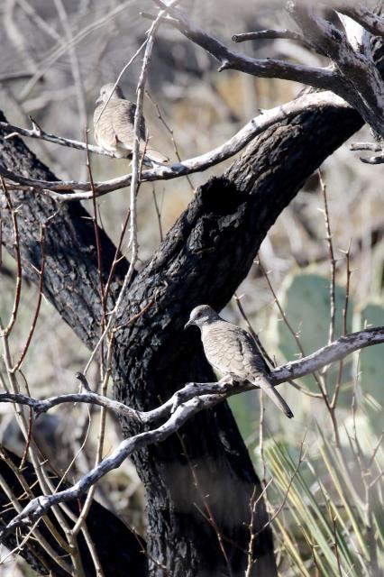 A Pair of Inca Doves