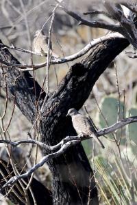A Pair of Inca Doves