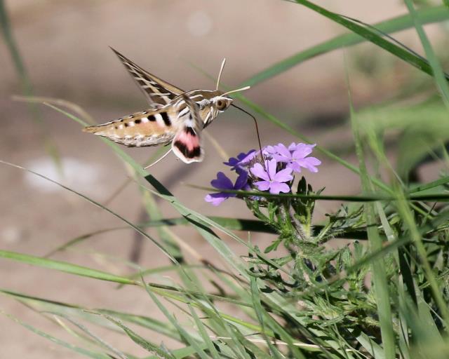First Hummingbird Moth This Year!