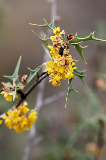 Agarita Still in Bloom