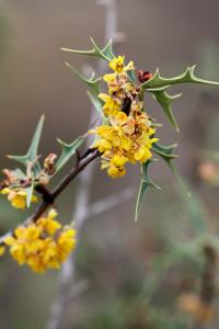 Agarita Still in Bloom