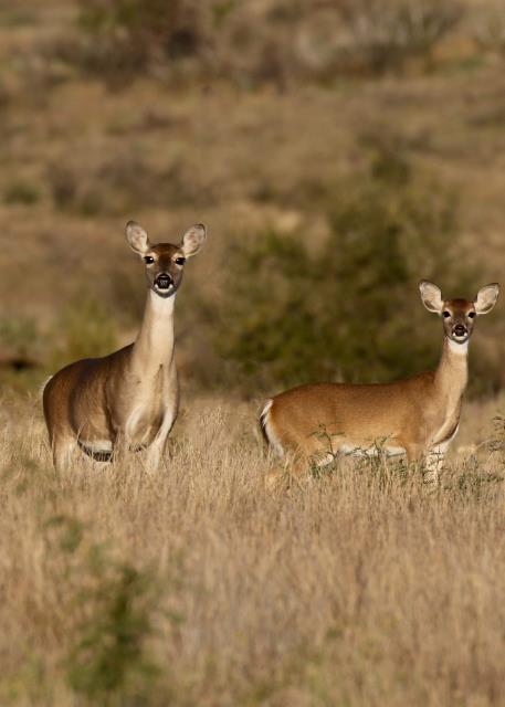 A few Deer by the Trail