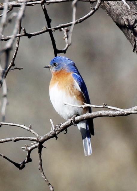 Western Bluebird