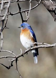 Western Bluebird
