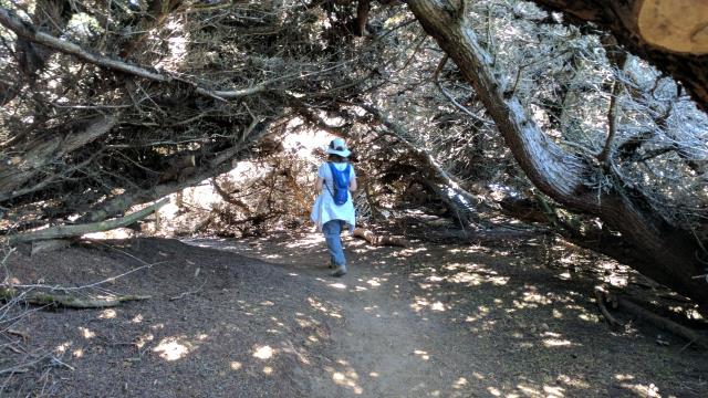 Temporary Shade