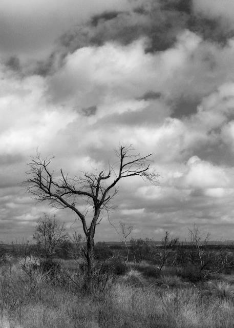 A Lonely Tree